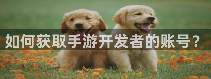 庄闲游戏综合：如何获取手游开发者的账号？